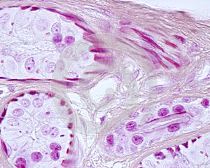 Eccrine sweat gland. Myoepithelial cells photo