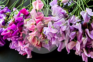 Sweat peas grouped