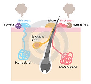 Sweating and body odor are caused by sweat glands in human body. Health care concept illustration for medical and health care use