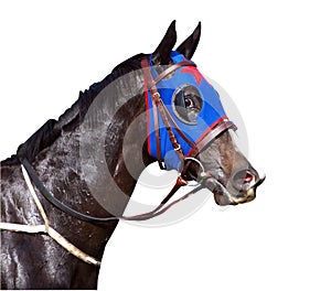 Sweaty Racehorse with Flared Nostrils photo