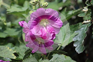 Sweden. Alcea rosea. City of Linkoping. Ostergotland province.