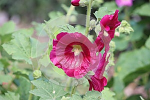 Sweden. Alcea rosea. City of Linkoping. Ostergotland province.