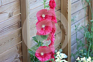 Sweden. Alcea rosea. City of Linkoping. Ostergotland province.