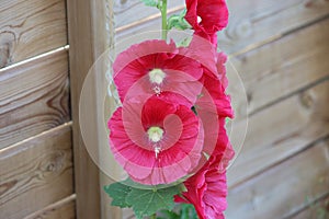 Sweden. Alcea rosea. City of Linkoping. Ostergotland province.