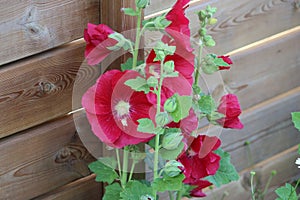 Sweden. Alcea rosea. City of Linkoping. Ostergotland province.