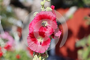 Sweden. Alcea rosea. City of Linkoping. Ostergotland province.