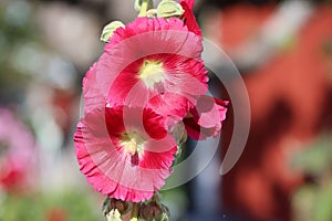 Sweden. Alcea rosea. City of Linkoping. Ostergotland province.