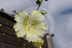 Sweden. Alcea rosea. City of Linkoping. Ostergotland province.