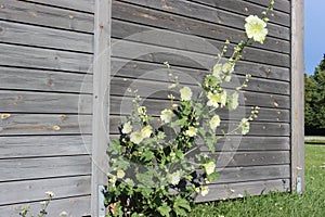 Sweden. Alcea rosea. City of Linkoping. Ostergotland province.