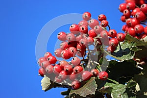 Sweden. Aria edulis. Ostergotland county.