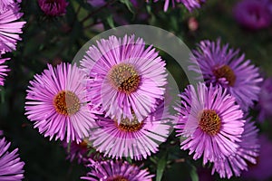 Sweden. Aster amellus. City of Linkoping. Ostergotland province