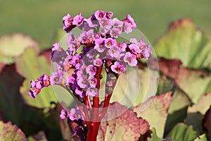 Sweden. Bergenia crassifolia. City of Linkoping. Ostergotland province. photo