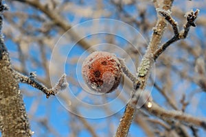 Sweden. The Brina apple. Ostergotland county. photo