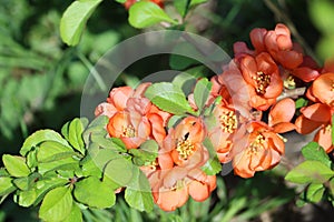 Sweden. Chaenomeles japonica. City of Linkoping. Ostergotland province. photo