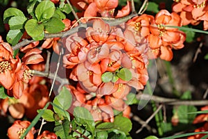 Sweden. Chaenomeles japonica. City of Linkoping. Ostergotland province. photo