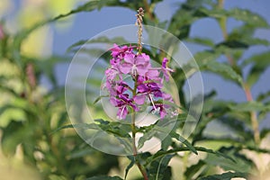 Sweden. Chamaenerion angustifolium. City of Linkoping. Ostergotland province.