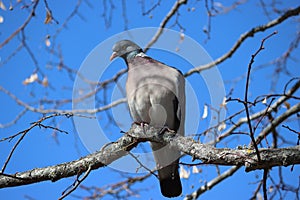 Sweden. The common wood pigeon. Linköping city. Ostergotland province.