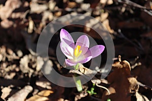 Sweden. Crocus tommasinianus. City of Linkoping. Ostergotland province.