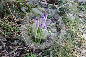 Sweden. Crocus tommasinianus. City of Linkoping. Ostergotland province.