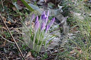 Sweden. Crocus tommasinianus. City of Linkoping. Ostergotland province.