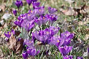 Sweden. Crocus vernus. City of Linkoping. Ostergotland province.