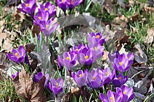 Sweden. Crocus vernus. City of Linkoping. Ostergotland province.