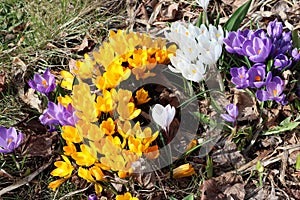 Sweden. Crocus vernus. City of Linkoping. Ostergotland province.