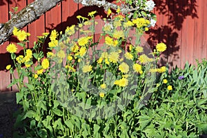 Sweden. Doronicum orientale. City of Linkoping. Ostergotland province. photo