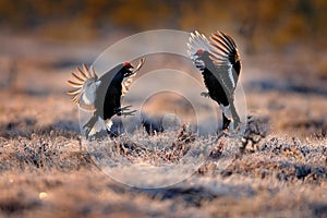 Sweden fightwildlife. Black grouse flight dance. Nice bird Grouse, Tetrao tetrix, in marshland, Polalnd. Spring mating season in