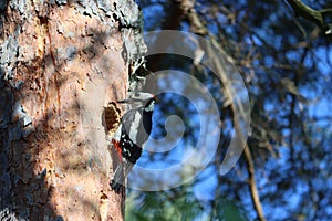 Sweden. The great spotted woodpecker. Linköping city. Ostergotland province.