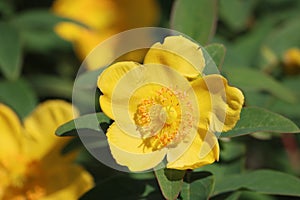 Sweden. Hypericum calycinum. City of Linkoping. Ostergotland province.