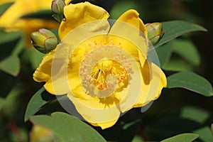 Sweden. Hypericum calycinum. City of Linkoping. Ostergotland province.