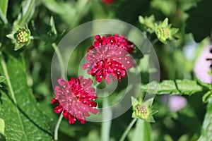 Sweden. Knautia macedonica. City of Linkoping. Ostergotland province. photo