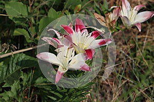 Sweden. Lilium candidum. City of Linkoping. Ostergotland County.