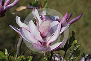 Sweden. Magnolia liliiflora. Ostergotland county.