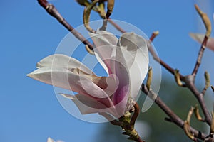 Sweden. Magnolia liliiflora. Ostergotland county.