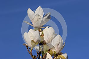 Sweden. Magnolia liliiflora. Ostergotland county.