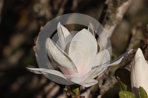 Sweden. Magnolia liliiflora. Ostergotland county.