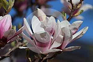 Sweden. Magnolia stellata. Ostergotland county.