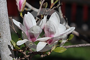 Sweden. Magnolia stellata. Ostergotland county. photo