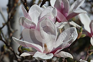 Sweden. Magnolia stellata. Ostergotland county. photo