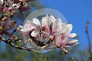 Sweden. Magnolia stellata. Ostergotland county. photo