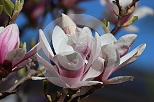 Sweden. Magnolia stellata. Ostergotland county. photo