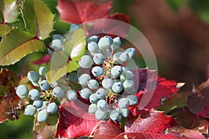 Sweden. Mahonia aquifolium. City of Linkoping. Ostergotland province.