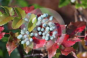 Sweden. Mahonia aquifolium. City of Linkoping. Ostergotland province