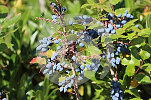 Sweden. Mahonia aquifolium. City of Linkoping. Ostergotland province.