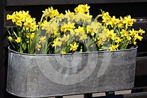 Sweden. Narcissus jonquilla. City of Linkoping. Ostergotland province.