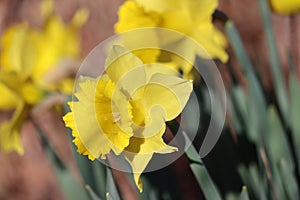 Sweden. Narcissus jonquilla. City of Linkoping. Ostergotland province.