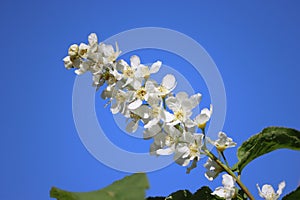 Sweden. Prunus padus. Ostergotland county.