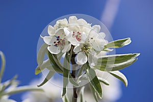 Sweden. Pyrus elaeagrifolia. Ostergotland county. City of Linkoping. photo